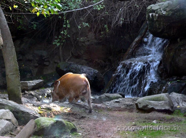 congo exp 2 i.jpg - Red River Hog.